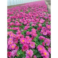 菊花 金英、黄华、秋菊、陶菊 月月菊每个月都开花吗 菊花杯苗 电议价格 鞍山花卉 绿韵花木