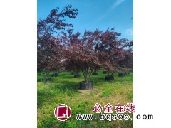 红叶李 丛生红叶李容器苗 容器苗丛生红叶李，返季节栽植首选 电议价格 抚顺县盛溪苗圃图1