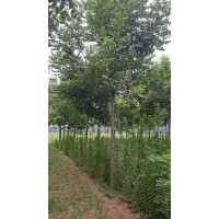 栾树 北栾6～10公分现货 菏泽苗木基地 现货选树打号装车 电议价格 郓城县鲁韵苗木种植基地