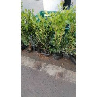 瓜子黄杨杯苗 瓜子黄杨色块小苗 萧山绿化小苗色块 0.3元大量 园林绿化工程小苗 现货装车