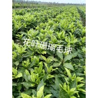 花叶珊瑚 洒金珊瑚别名花叶青木 彩叶苗木 桃叶珊瑚杯苗 栽种效果出色 电议价格 大量现货