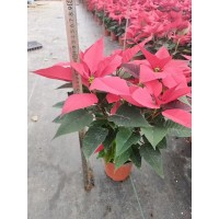 一品红 枝叶繁茂无病害 易存活 温室大棚批量培育观赏花 云南花卉 电议价格 巧德园林