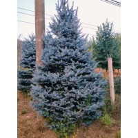 ‌科罗拉多蓝杉‌ 蓝粉云杉 栽地栽庭院别墅公园造景观赏价值高 电议价格 德之丰农业科技有限公司