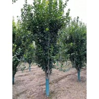 西府海棠 12-15公分精品海棠 西府海棠 行道风景种植树 小区观赏海棠树 电议价格 永兴园林
