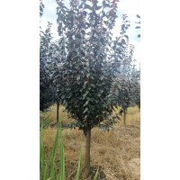 红叶李 8-10公分移栽红叶李 嵊州苗木 公园绿化造境树 城市绿化行道树 电议价格 润东苗木场