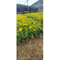金光菊基地双色杯 杯苗 摆花批发 黄色花系 青州花卉基地 电议价格 园林绿化工程地被苗