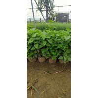 藿香苗盆栽 食用大叶藿香 庭院种植芳香野菜苗基地批发 青州花卉 电议价格 新强花卉