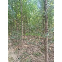 榆树 2-8公分榆树有量现货 冠县榆树价格 园林绿化 城市绿化 道路绿化树 现货电议价格