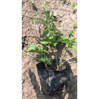 委陵菜杯苗 裸根苗 庭院别墅栽培 园林绿化护坡造景工程苗 电议价格 鞍山绿韵花木