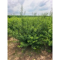 榆叶梅墩1.2-1.5米1000颗，低价处理，用的来吧 电议价格 东北苗木 承接园林绿化工程