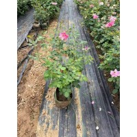 20美植袋丰花月季，一平方16株，效果很好 电议价格 南阳月季基地 园林绿化 公园绿化