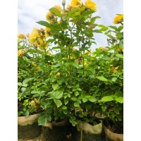金凤凰大杯 月季杯苗 黄花月季 城市公园造景绿化苗 花海用苗 电议价格 南阳月季基地
