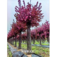 本基地直供各种规格造型花瓶。紫薇花瓶，海棠花瓶，海棠柱造型，电议价格 明豪园林