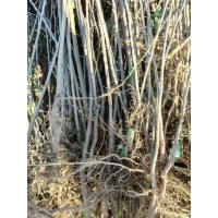 八棱海棠实生苗 海棠小苗现货大量供应 园林绿化小苗 电议价格 遵化益树园林绿化