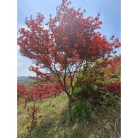 红枫 中国红枫5-15公分景观园林市政工程小区公园市政工程 电议价格 临沂万众苗木