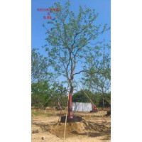 乌桕 丛生乌桕 基地批发单杆乌桕树冠优美 小区庭院点缀景区园林点缀行道庭荫树 电议价格