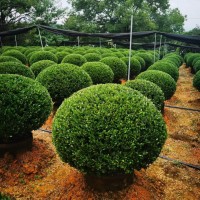 冬青先令、完美冬青 冬青球、大桶、大杯、小杯现货大量供应 电议价格 金土地农业
