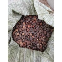山杏种籽销售 苗圃现货 山杏种子 东北大量批发杏树种 子 园林绿化 小龙苗圃