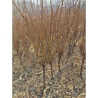 两公分以上李子树 工程用绿化树 基地种植精品苗木 果树苗 电议价格 东北苗木基地 小龙苗圃