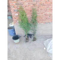 侧柏苗 侧柏杯苗 荒山绿化 城市绿化树 公园景观造型树 电议价格 太原侧柏苗供应