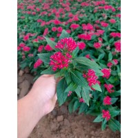 繁星花出售 花色丰富艳丽 组摆布景 花境种植 易栽培 园林绿化草花 电议价格 艳梅花卉