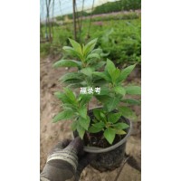 福禄考杯苗 耐寒耐热、花量大,管理粗放,种一次,年年花开一片 电议价格 鞍山一惠花圃
