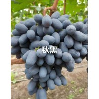 葡萄苗 各种葡萄苗 新民市国秀葡萄苗木专业合作社出售各种葡萄苗 电议价格