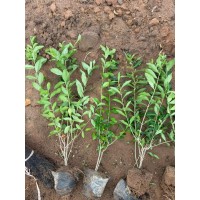 水蜡苗 水腊杯苗 东北水腊 园林绿化 城市道路绿化 公园绿化苗 东北苗木 福义苗木基地