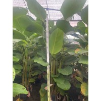 雪茄竹芋1.5米-2米高 大型绿植价格 最新大型绿植 电议价格 现货装车发货 中山基地