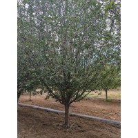绚丽海棠 假植苗15-18公分绚丽海棠 园林绿化树 公园绿地造景树 电议价格 万森园林