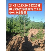 樟子松小定植苗纯土1米4一1米8有量山西货源 电议价格 荒山绿化造林苗 北方诚信苗木