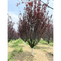 紫叶李 假植紫叶李12-15公分 行道树 公园绿化造景树 电议价格 城市绿化树 电议价格
