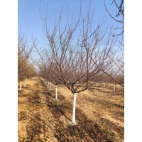 榆叶梅8到12公分 小区绿化行道树 庭院装饰观赏树 电议价格 庭院绿化树 玲玲蓝天苗木