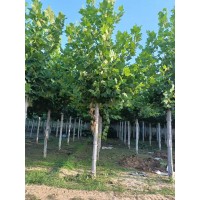法桐10至12公分 街道法桐树 湿地绿化苗圃种植法桐 电议价格 博野苗木 园林绿化行道树