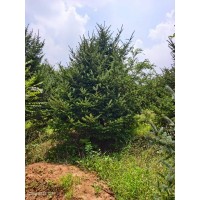 云杉4-6米处理 四季常青绿化园林用 绿净化空气小区庭院行道风景树 电议价格 欣远市政园林
