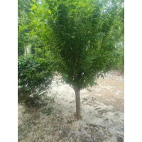 木槿 专供2-10公分木槿 树形优美 粉色花系 庭院花坛行道道路风景树 现挖现卖 电议价格