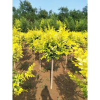 金叶榆 3-5公分美植袋矮接金叶榆 工程绿化苗木行道风景造型树 园林护坡高杆金叶榆 电议价格