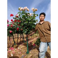 多彩树桩月季 南阳月季基地直供 小区公园庭院绿化苗 花色鲜艳 规格齐全 电议价格 现货