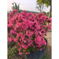 石岩杜鹃 石岩杜鹃容器苗 室外庭院绿化观花植物 耐寒 耐修剪 电议价格 方圆苗圃