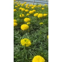 苗圃直供 南非万寿菊小苗 盆栽地栽苗 公园花海用苗 花色缤纷 观赏性好 电议价格 大量
