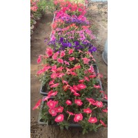 基地大量供应矮牵牛小苗 杯苗 花色丰富 花镜花境花海观赏性栽植苗 电议价格 草花大量