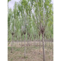 6-12银中杨 耐寒抗旱 树干通直 园林绿化风景行道树 电议价格 瑞鑫苗圃 东北苗木基地