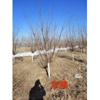 京桃6-8公分 榆叶梅 景观种植行道树 树形高大挺拔 东北苗木基地 电议价格 绿松苗木