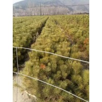 油松杯苗40-70高 油松杯苗荒山造林绿化 根系发达景区园林公园工程苗木 电议价格 绿松苗木