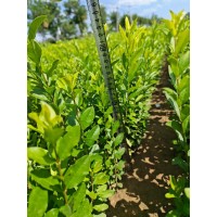 50以上水蜡，二次平茬苗， 水蜡苗，已经木质化 电议价格 现货大量 河北一农园林绿化