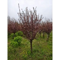 8-15公分美人梅，红叶李嫁接三年冠。价格实惠。需要联系 电议价格 南阳锦绣园艺