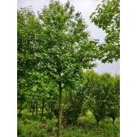 北美枫香 10-12公分北美枫香间苗销售，价格便宜。​需要联系 园林绿化 电议价格 锦绣园艺