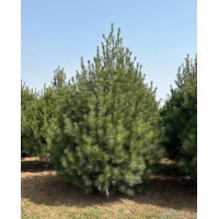 白皮松清地处理 自产自销白皮松 1-8米白皮松工程苗 占地苗 电议价格 蓝田白皮松