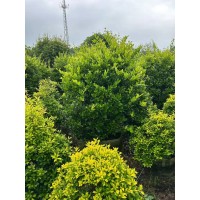 金森袋苗，冠幅1.2～1.5米，装车价50～70，支持整车发货，浙江货源 锦然绿化 电议价格