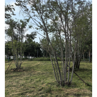 河南景林园林工程有限公司专注园林绿化工程施工建设 信息测试 信息测试123